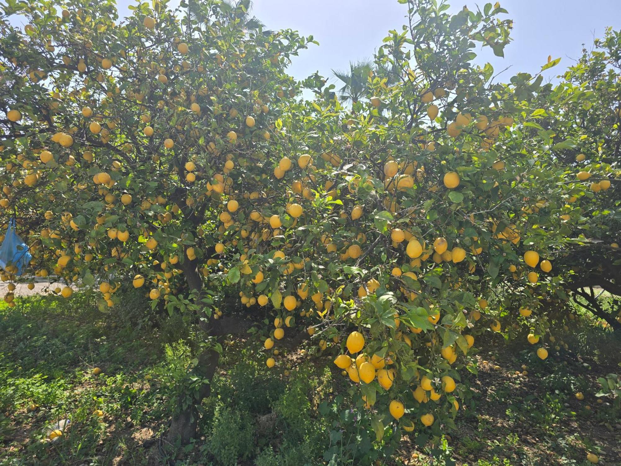 Ilios K Village Tigaki