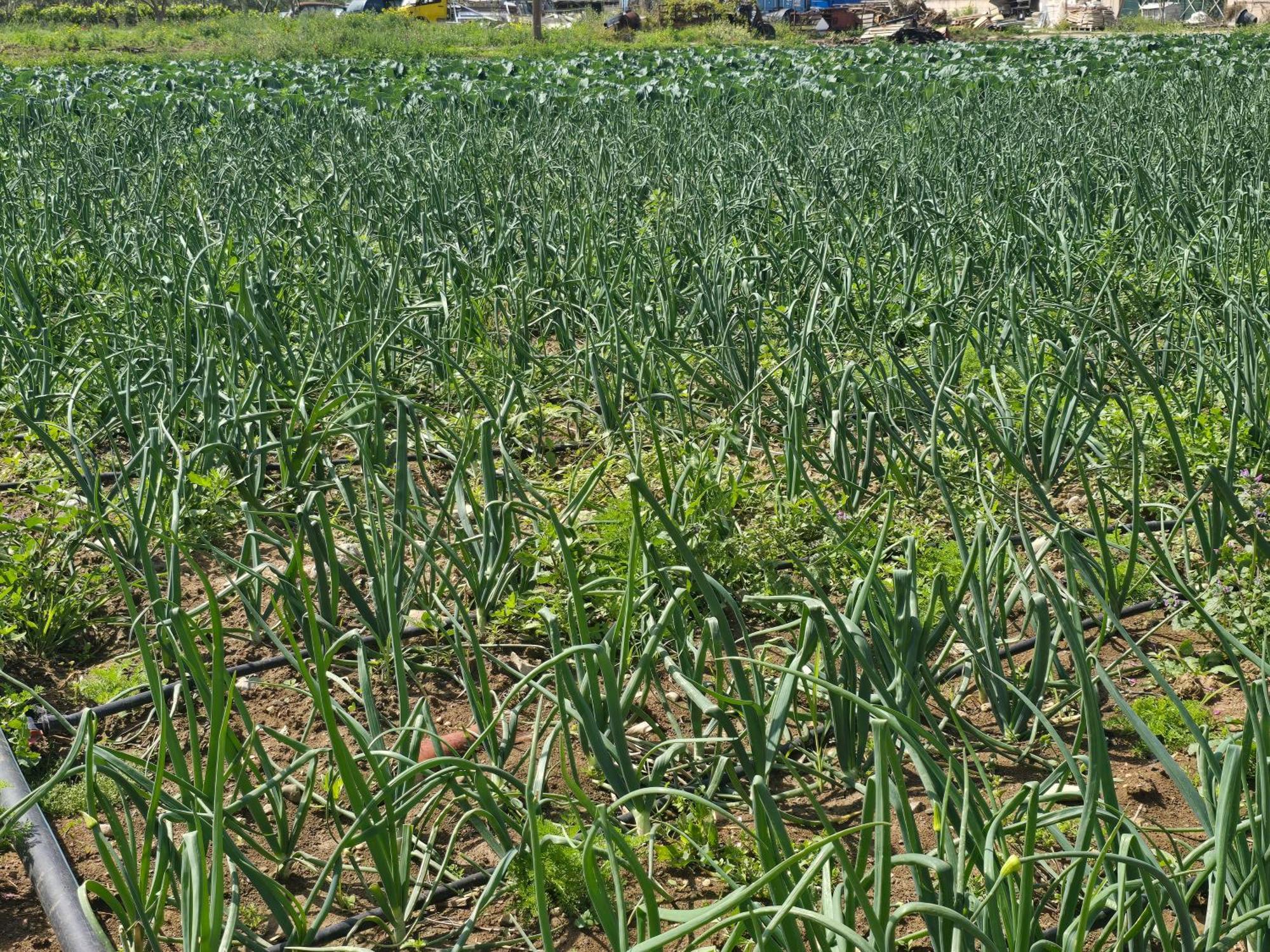 Ilios K Village 4* Tigaki